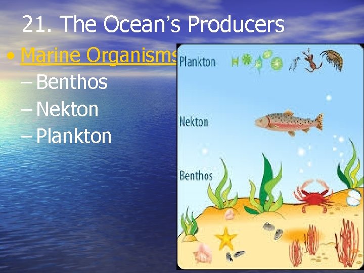 21. The Ocean’s Producers • Marine Organisms – Benthos – Nekton – Plankton 