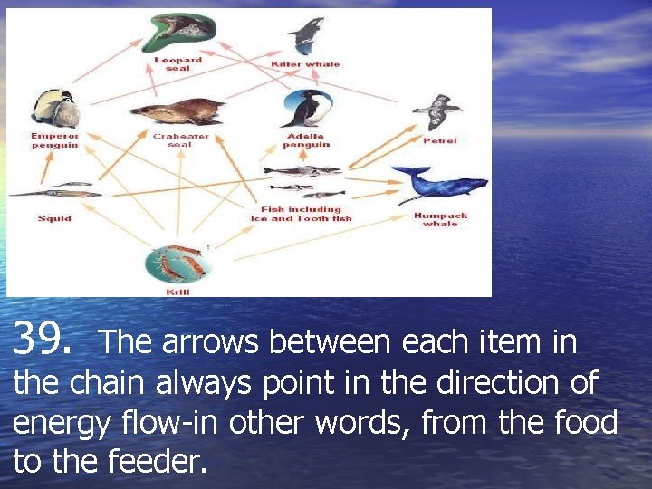 39. The arrows between each item in the chain always point in the direction