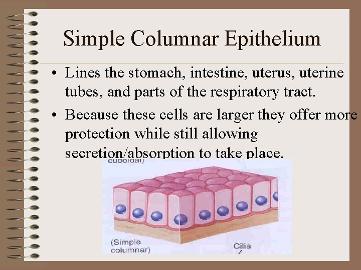 Simple Columnar Epithelium • Lines the stomach, intestine, uterus, uterine tubes, and parts of