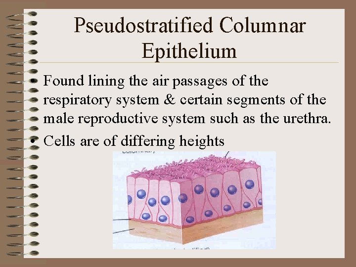 Pseudostratified Columnar Epithelium • Found lining the air passages of the respiratory system &