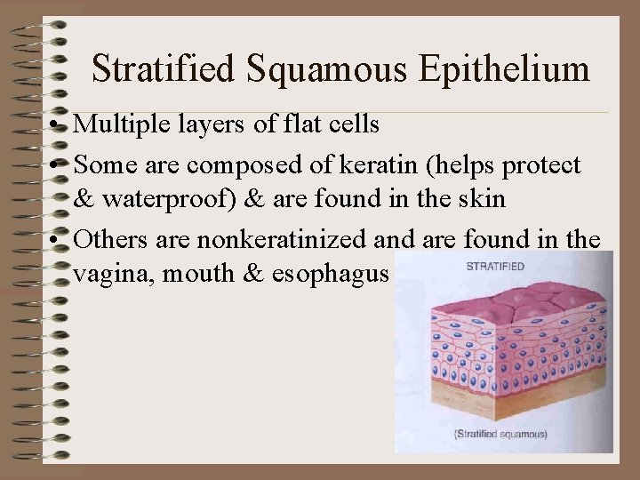 Stratified Squamous Epithelium • Multiple layers of flat cells • Some are composed of