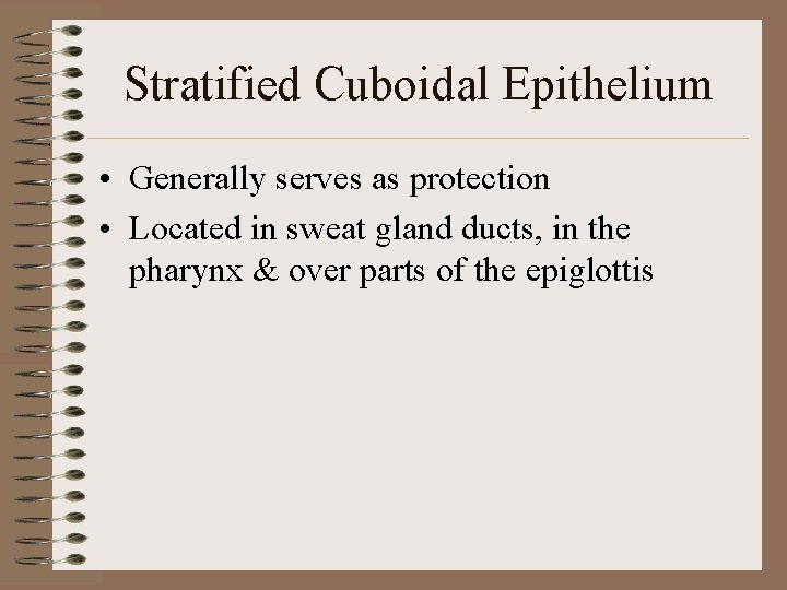 Stratified Cuboidal Epithelium • Generally serves as protection • Located in sweat gland ducts,