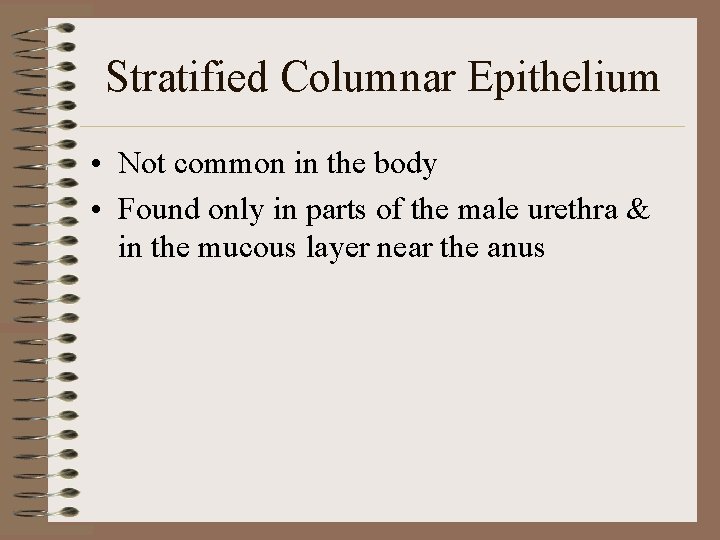 Stratified Columnar Epithelium • Not common in the body • Found only in parts