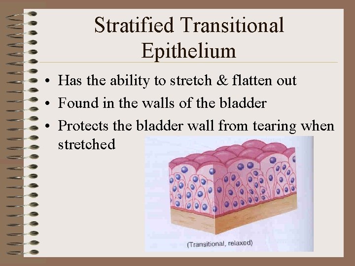 Stratified Transitional Epithelium • Has the ability to stretch & flatten out • Found