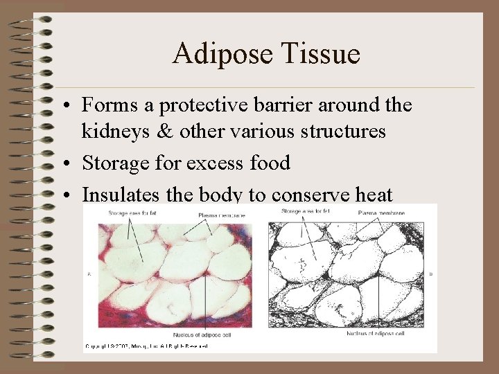 Adipose Tissue • Forms a protective barrier around the kidneys & other various structures