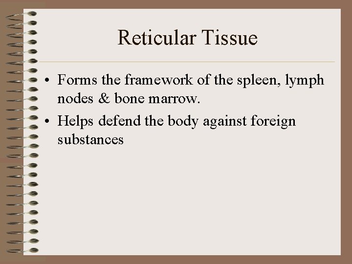 Reticular Tissue • Forms the framework of the spleen, lymph nodes & bone marrow.