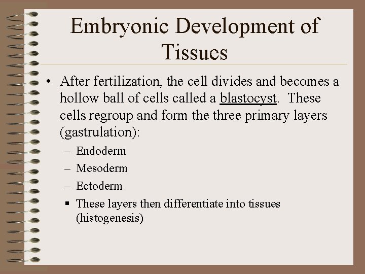 Embryonic Development of Tissues • After fertilization, the cell divides and becomes a hollow