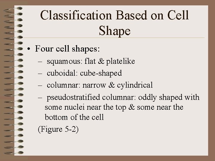 Classification Based on Cell Shape • Four cell shapes: – – squamous: flat &