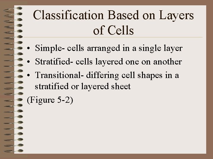 Classification Based on Layers of Cells • Simple- cells arranged in a single layer