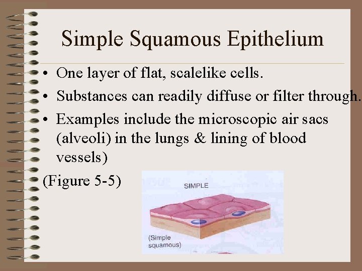 Simple Squamous Epithelium • One layer of flat, scalelike cells. • Substances can readily