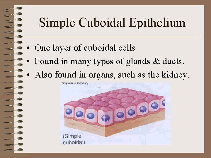Simple Cuboidal Epithelium • One layer of cuboidal cells • Found in many types