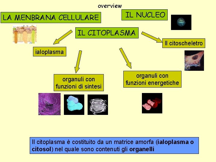 overview LA MENBRANA CELLULARE IL NUCLEO IL CITOPLASMA Il citoscheletro ialoplasma organuli con funzioni