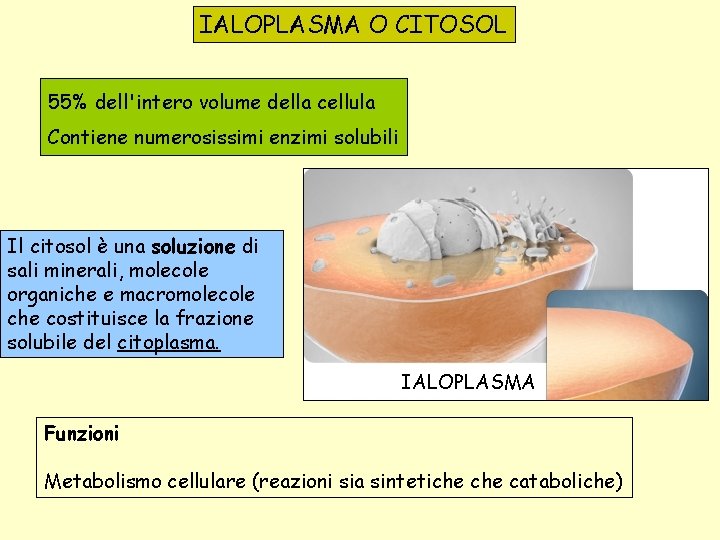 IALOPLASMA O CITOSOL 55% dell'intero volume della cellula Contiene numerosissimi enzimi solubili Il citosol