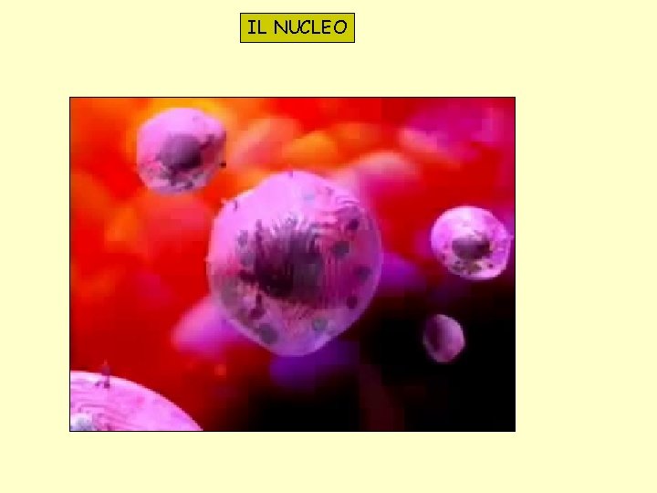 IL NUCLEO 