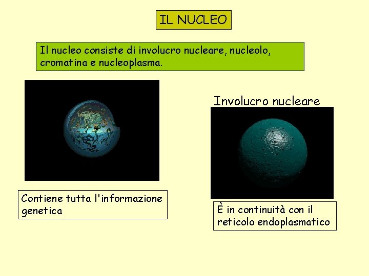 IL NUCLEO Il nucleo consiste di involucro nucleare, nucleolo, cromatina e nucleoplasma. Involucro nucleare
