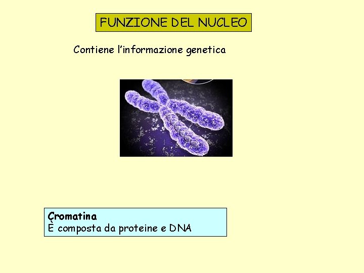 FUNZIONE DEL NUCLEO Contiene l’informazione genetica Cromatina È composta da proteine e DNA 