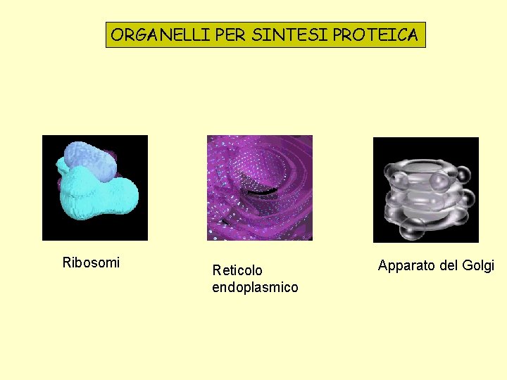 ORGANELLI PER SINTESI PROTEICA Ribosomi Reticolo endoplasmico Apparato del Golgi 