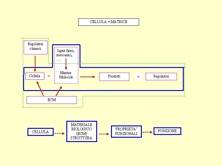 CELLULA + MATRICE Regolatori chimici Cellula Input fisici, meccanici, …. + Matrice Molecole Prodotti