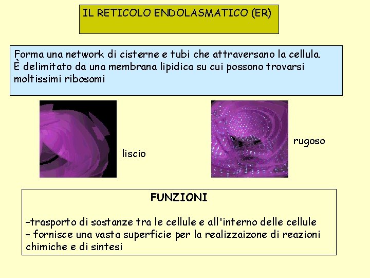 IL RETICOLO ENDOLASMATICO (ER) Forma una network di cisterne e tubi che attraversano la