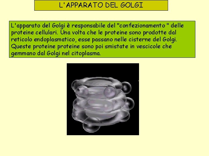 L'APPARATO DEL GOLGI L'apparato del Golgi è responsabile del "confezionamento " delle proteine cellulari.