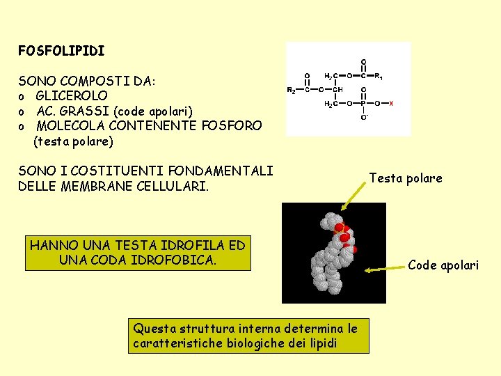 FOSFOLIPIDI SONO COMPOSTI DA: o GLICEROLO o AC. GRASSI (code apolari) o MOLECOLA CONTENENTE