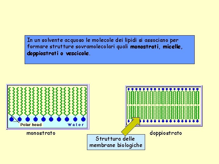 In un solvente acquoso le molecole dei lipidi si associano per formare strutture sovramolecolari