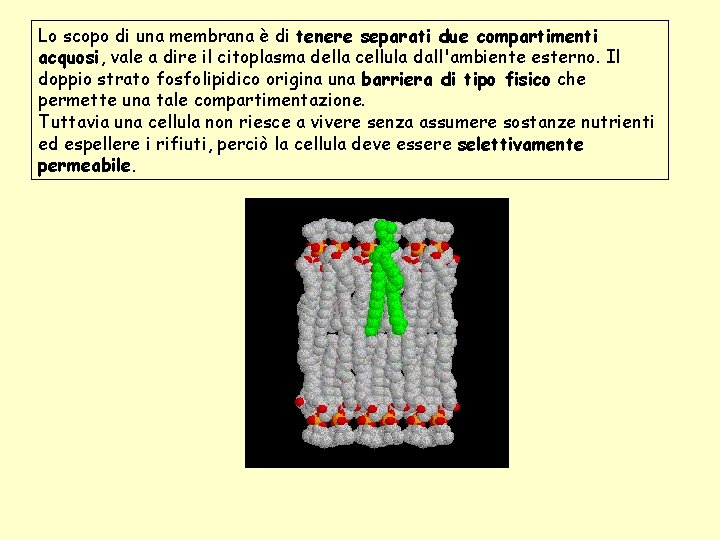 Lo scopo di una membrana è di tenere separati due compartimenti acquosi, vale a