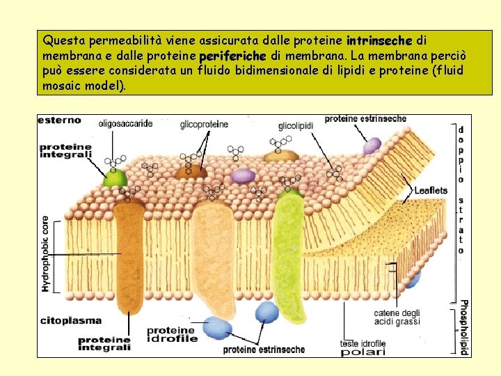 Questa permeabilità viene assicurata dalle proteine intrinseche di membrana e dalle proteine periferiche di