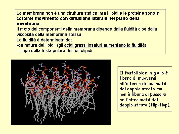 La membrana non è una struttura statica, ma i lipidi e le proteine sono