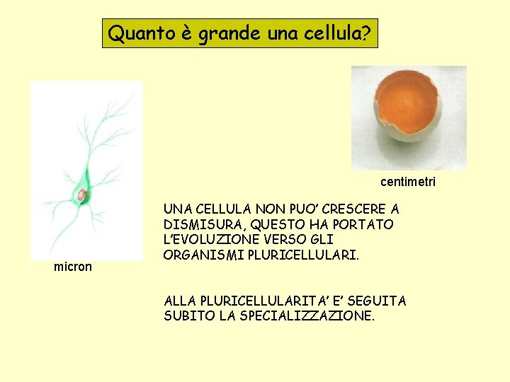 Quanto è grande una cellula? centimetri micron UNA CELLULA NON PUO’ CRESCERE A DISMISURA,