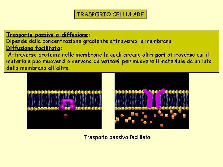 TRASPORTO CELLULARE Trasporto passivo o diffusione: Dipende dalla concentrazione gradiente attraverso la membrana. Diffusione