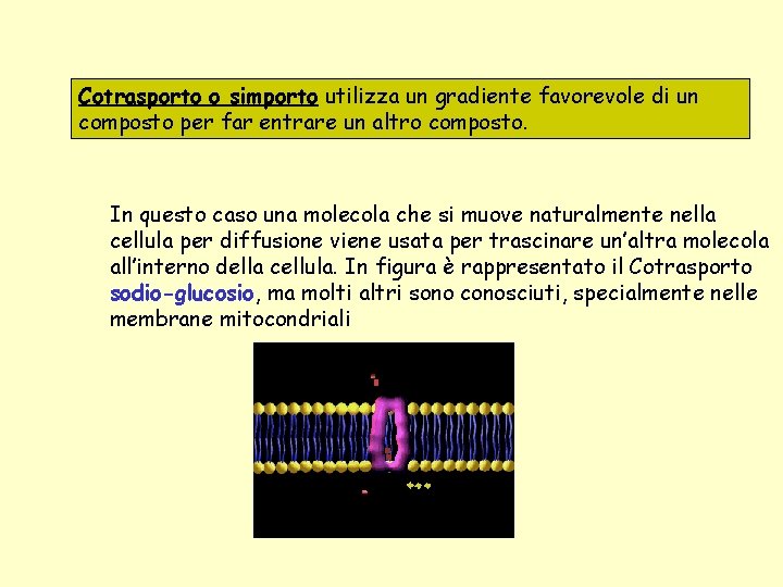 Cotrasporto o simporto utilizza un gradiente favorevole di un composto per far entrare un