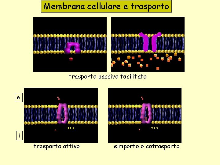 Membrana cellulare e trasporto passivo facilitato e i trasporto attivo simporto o cotrasporto 