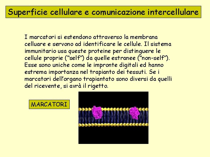 Superficie cellulare e comunicazione intercellulare I marcatori si estendono attraverso la membrana celluare e