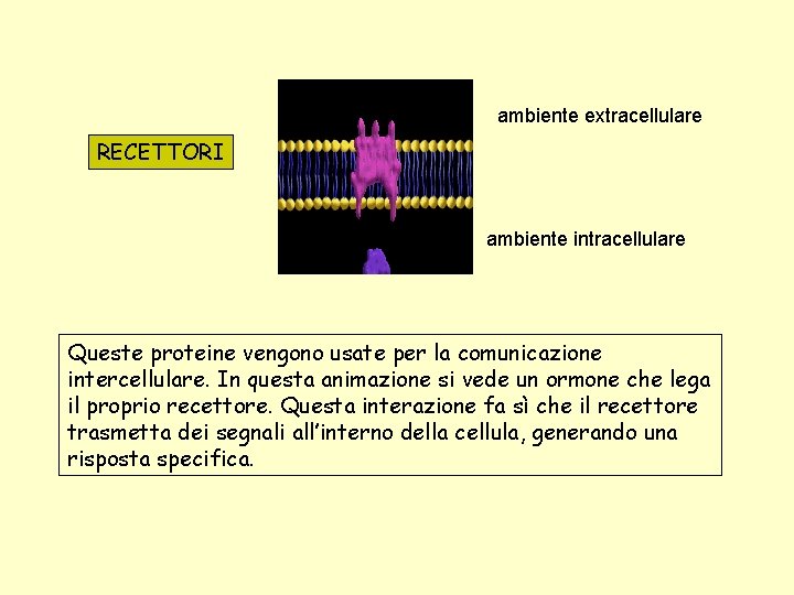 ambiente extracellulare RECETTORI ambiente intracellulare Queste proteine vengono usate per la comunicazione intercellulare. In