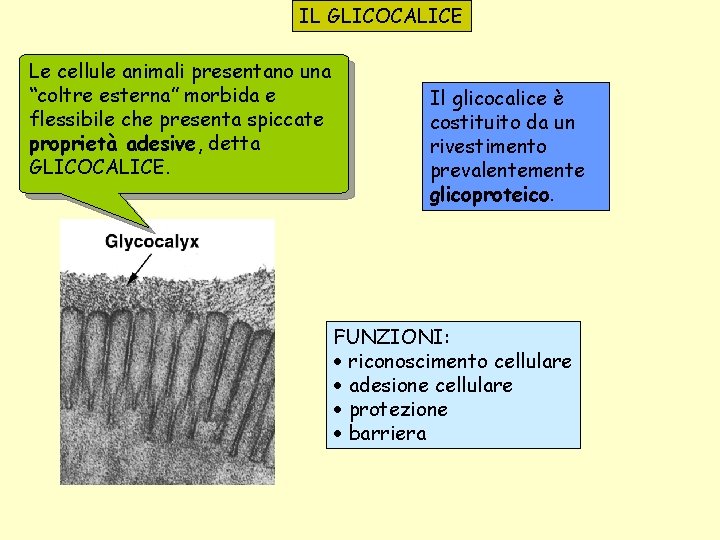 IL GLICOCALICE Le cellule animali presentano una “coltre esterna” morbida e flessibile che presenta