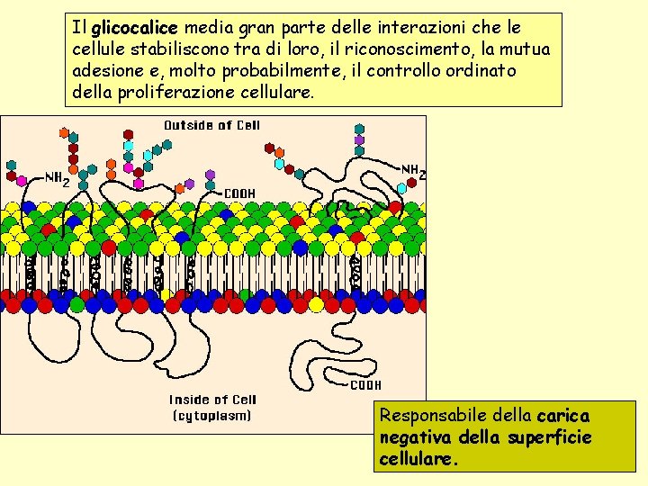 Il glicocalice media gran parte delle interazioni che le cellule stabiliscono tra di loro,