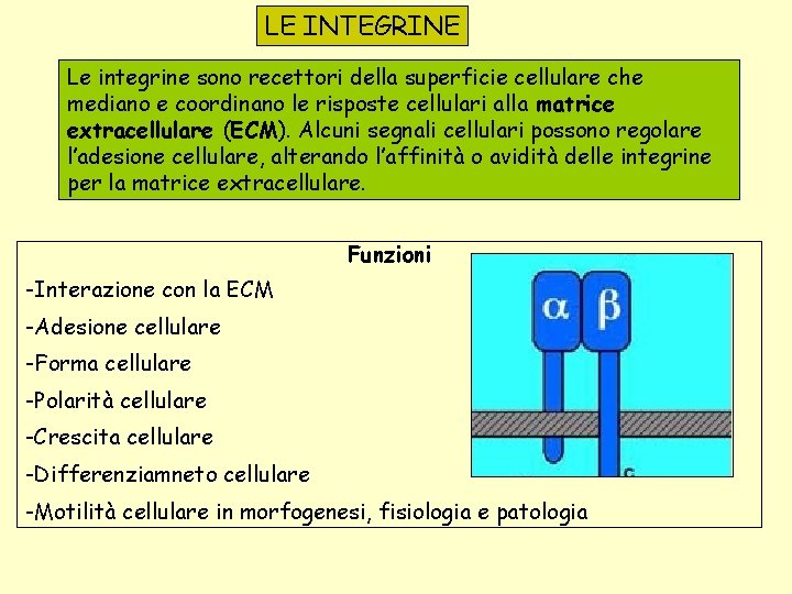 LE INTEGRINE Le integrine sono recettori della superficie cellulare che mediano e coordinano le