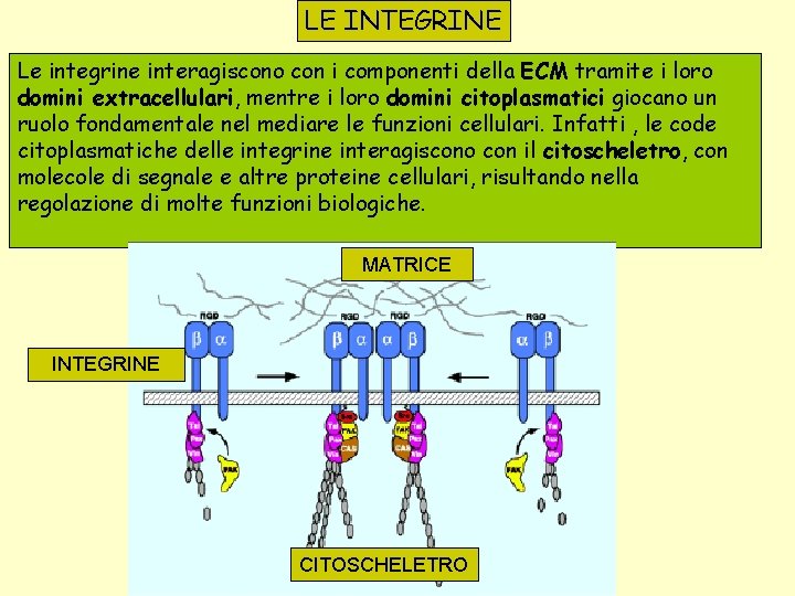 LE INTEGRINE Le integrine interagiscono con i componenti della ECM tramite i loro domini