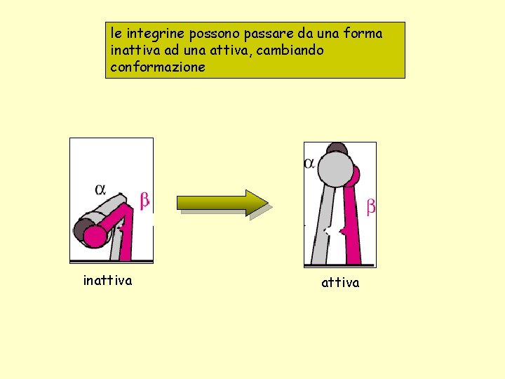 le integrine possono passare da una forma inattiva ad una attiva, cambiando conformazione inattiva