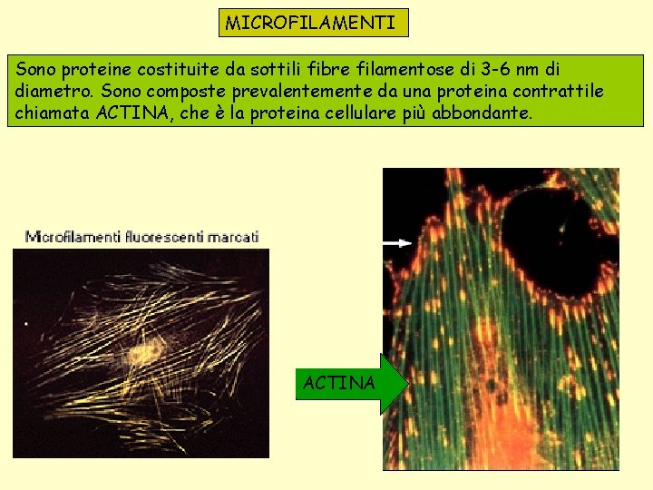 MICROFILAMENTI Sono proteine costituite da sottili fibre filamentose di 3 -6 nm di diametro.