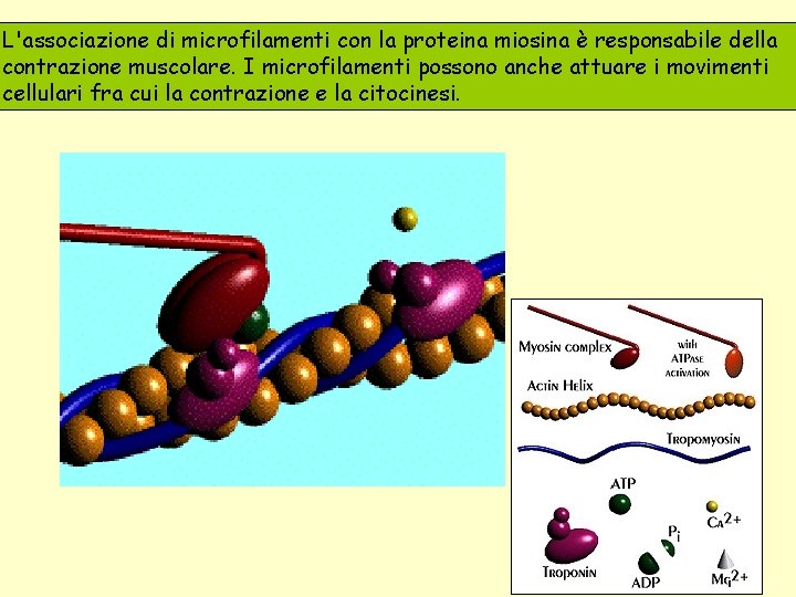 L'associazione di microfilamenti con la proteina miosina è responsabile della contrazione muscolare. I microfilamenti