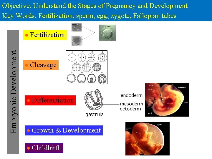 Objective: Understand the Stages of Pregnancy and Development Key Words: Fertilization, sperm, egg, zygote,