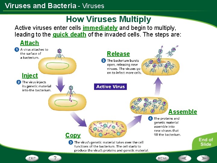 Viruses and Bacteria - Viruses How Viruses Multiply Active viruses enter cells immediately and