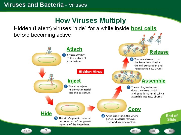 Viruses and Bacteria - Viruses How Viruses Multiply Hidden (Latent) viruses “hide” for a