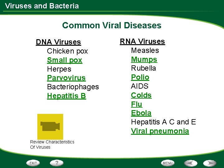 Viruses and Bacteria Common Viral Diseases DNA Viruses Chicken pox Small pox Herpes Parvovirus
