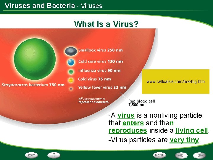 Viruses and Bacteria - Viruses What Is a Virus? www. cellsalive. com/howbig. htm -A