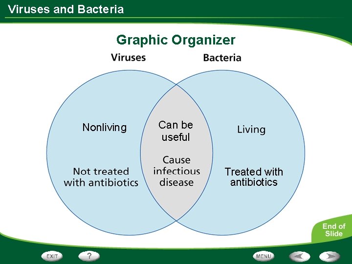 Viruses and Bacteria Graphic Organizer Nonliving Can be useful Treated with antibiotics 