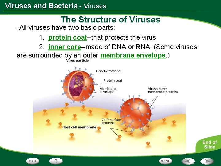 Viruses and Bacteria - Viruses The Structure of Viruses -All viruses have two basic