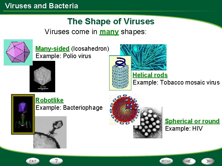Viruses and Bacteria The Shape of Viruses come in many shapes: Many-sided (Icosahedron) Example:
